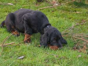 8 Wochen - Bibo auf Rasen